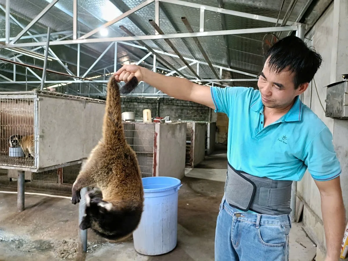 Ấp ủ giấc mơ làm giàu từ nuôi cầy vòi mốc