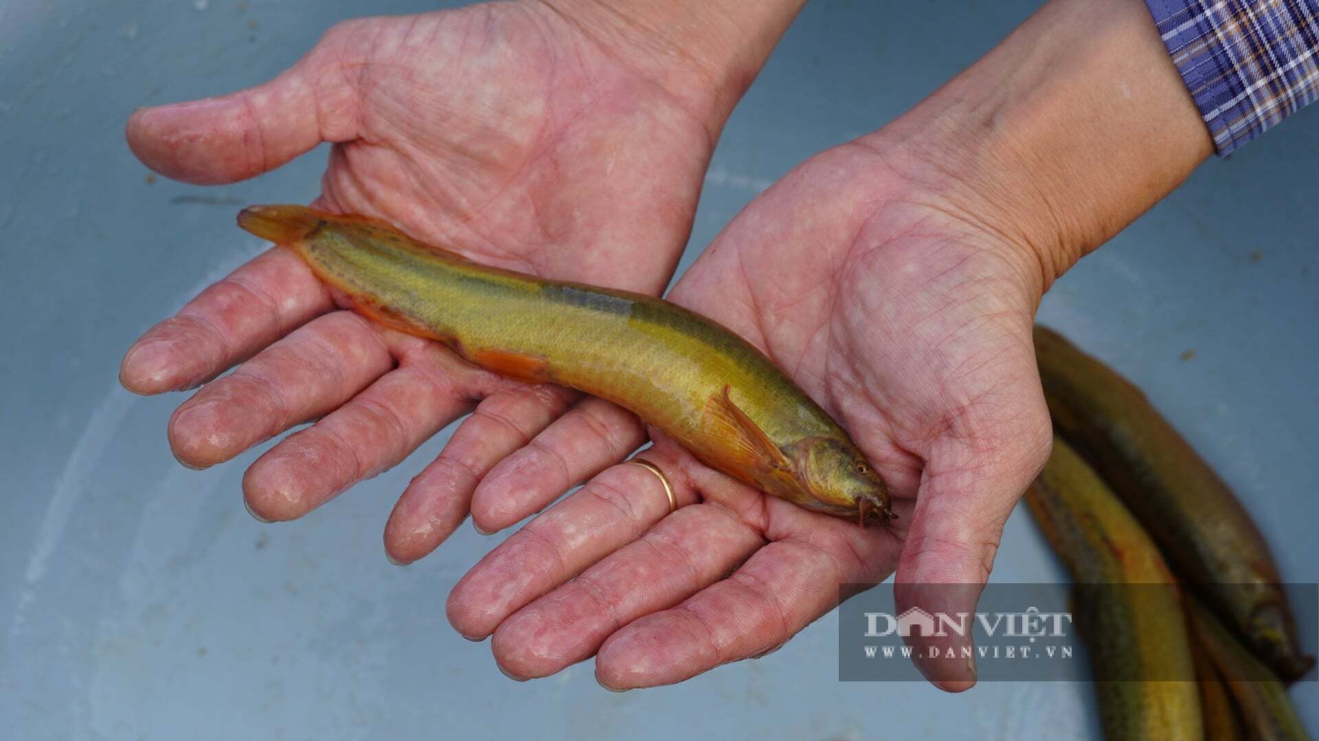 Nuôi loài cá ham rúc bùn, ăn đêm, thịt thơm, xương ít, giàu protein, nông dân Quảng Trị bán dễ hơn bán gà