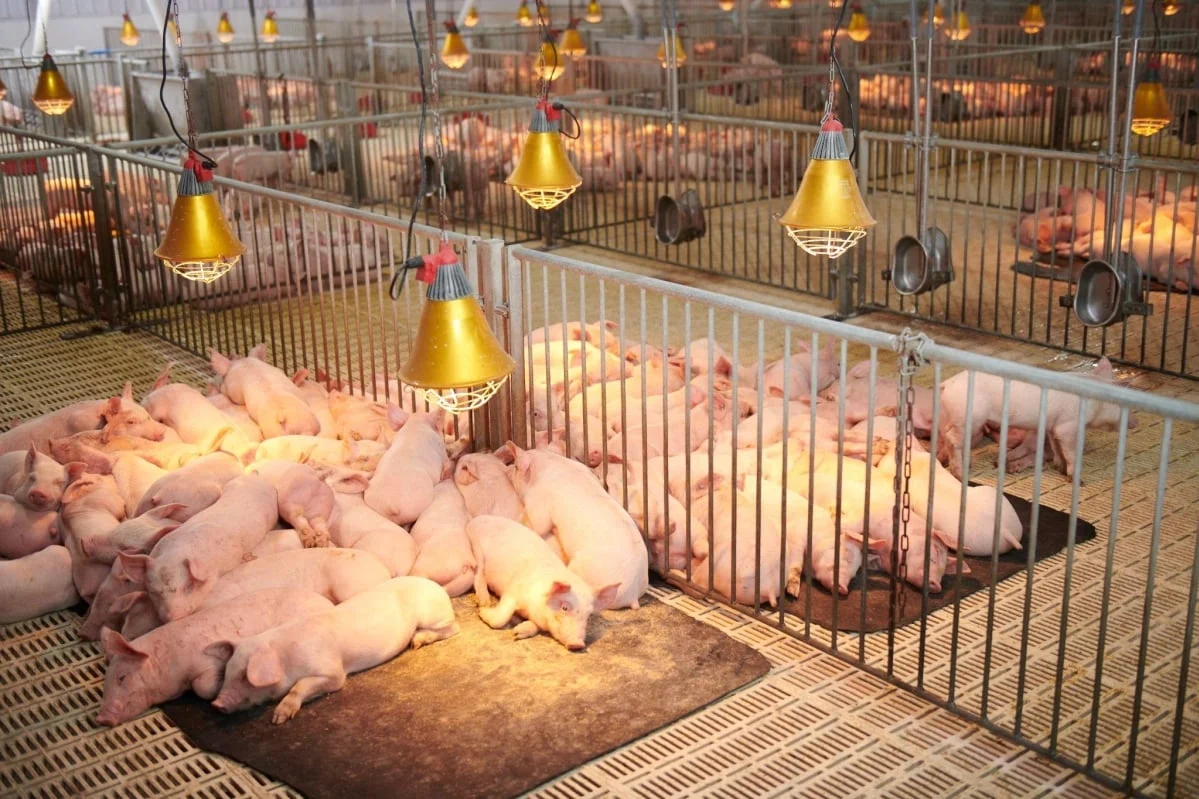 Chuỗi công nghệ khép kín định hình mô hình chăn nuôi hiện đại