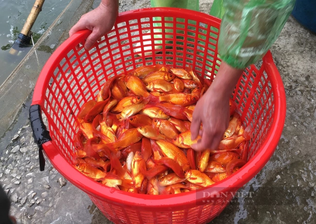 Đây là loại cá chép đang hot, dân một nơi ở Nam Định thay nhau xúc lên bán, nhà nào cũng vui