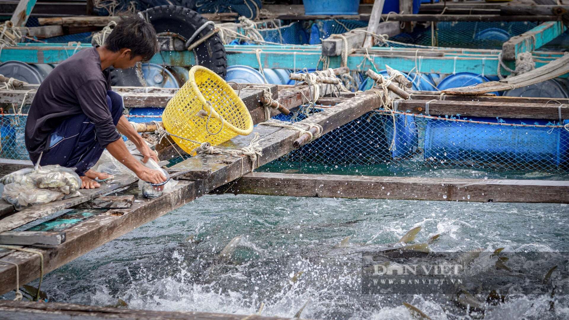 Ở đảo Nam Du (thuộc Kiên Giang trước đây, nay là tỉnh An Giang) dân làm giàu từ nghề nuôi cá lồng bè, toàn con to bự