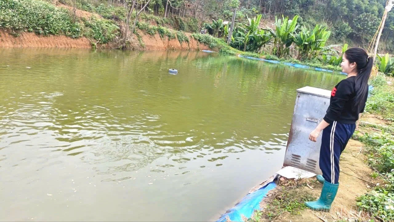 Nuôi cá chép lai ở vùng ao 12.000m2 ở Lào Cai, nông dân này 