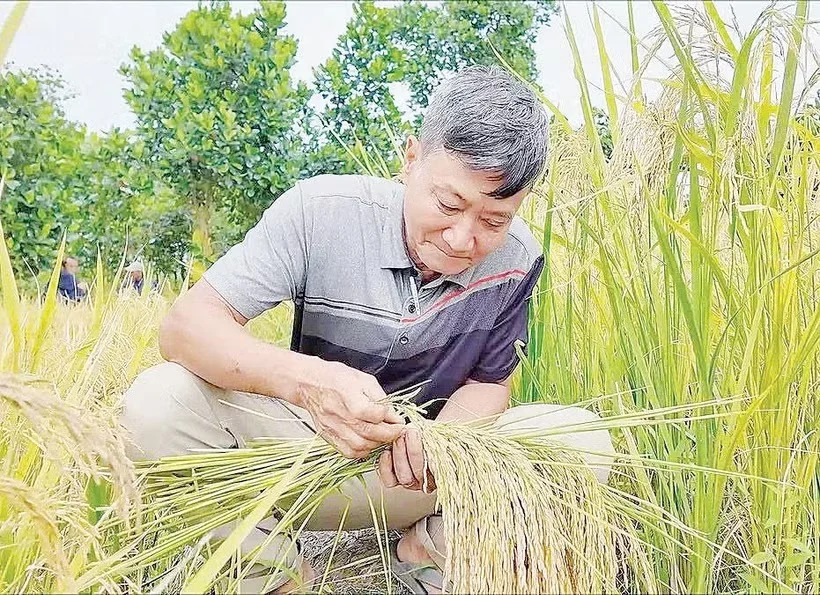 Một ông nông dân miền Tây Nam bộ lai tạo thành công, là tác giả giống lúa nếp quý hiếm, nấu tí cơm cả xóm nghe mùi thơm