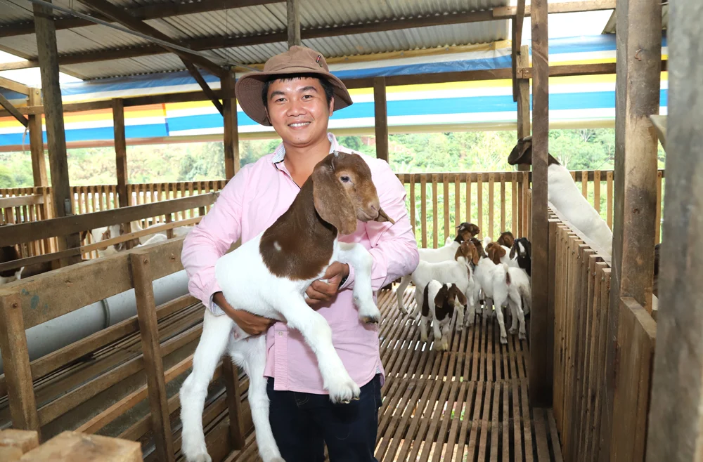 Tỷ phú Lâm Đồng là chàng trai cất bằng y về quê nuôi dê xuất xứ Nam Phi