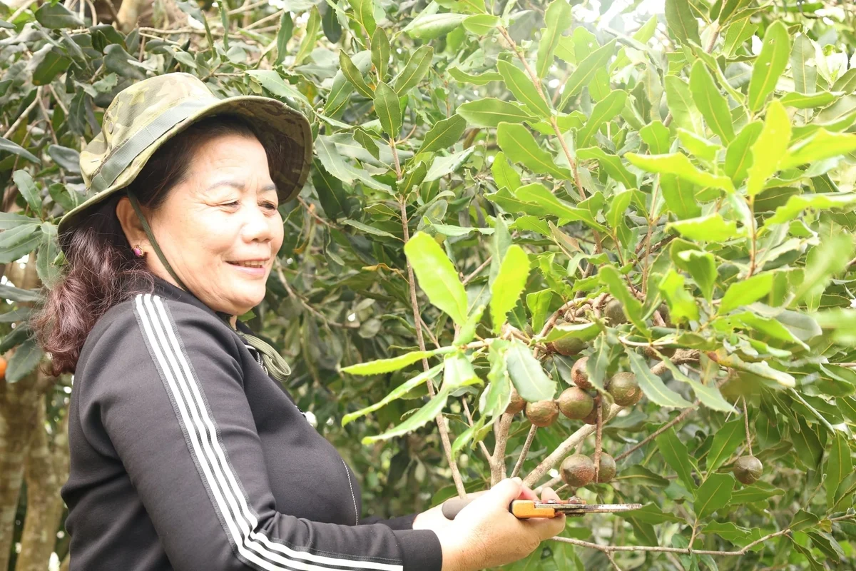 Giấc mơ 'cây triệu đô' trên vùng đồi Thạch Thành