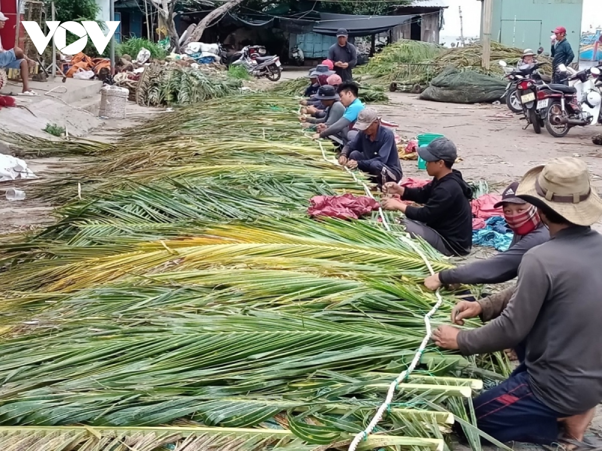 Đây là các loại lá bình dân, dễ thấy đang được dân Bình Thuận chặt xuống, đan lại để 