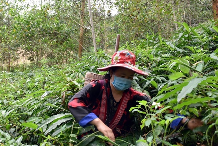 Phát triển cây dược liệu, ổn định sinh kế, tạo động lực bảo vệ rừng