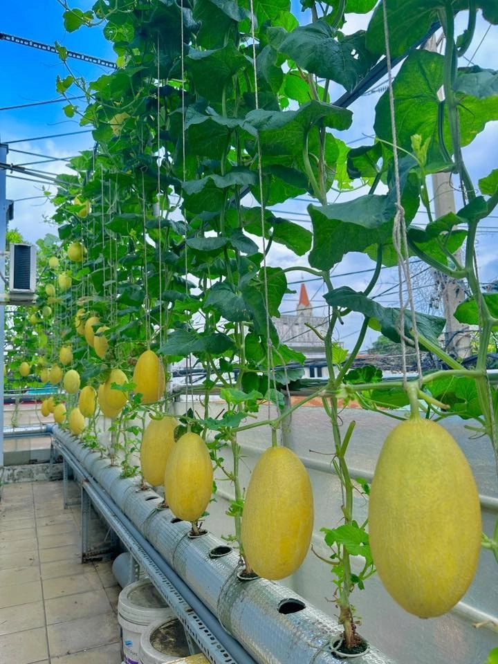 Thu hoạch gần một tạ quả từ vườn dưa trên ban công