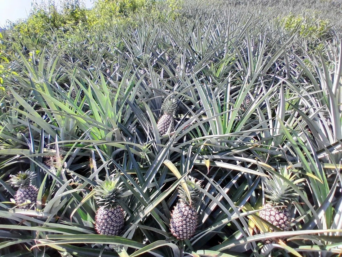 Dứa Cayenne giúp người dân Mường Nhà làm giàu