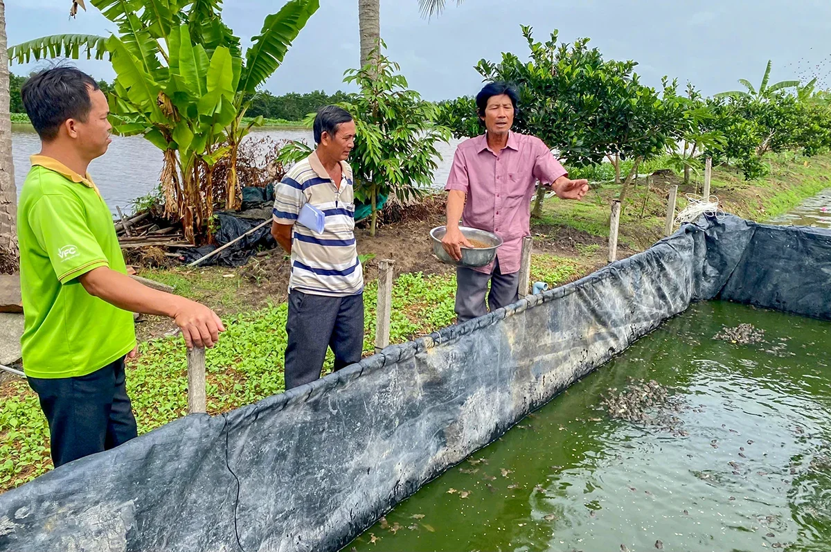 Nuôi ếch VietGAP ở Cần Thơ (địa phận Hậu Giang) là nuôi kiểu gì mà nông dân cầm tiền lời nhiều hơn nuôi thông thường?