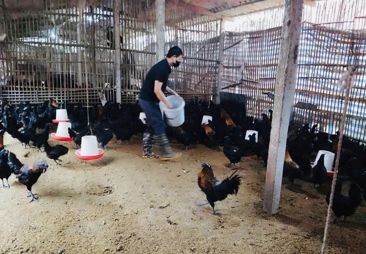 Sản xuất con giống gia cầm tại Phúc Thọ chứng minh hiệu quả