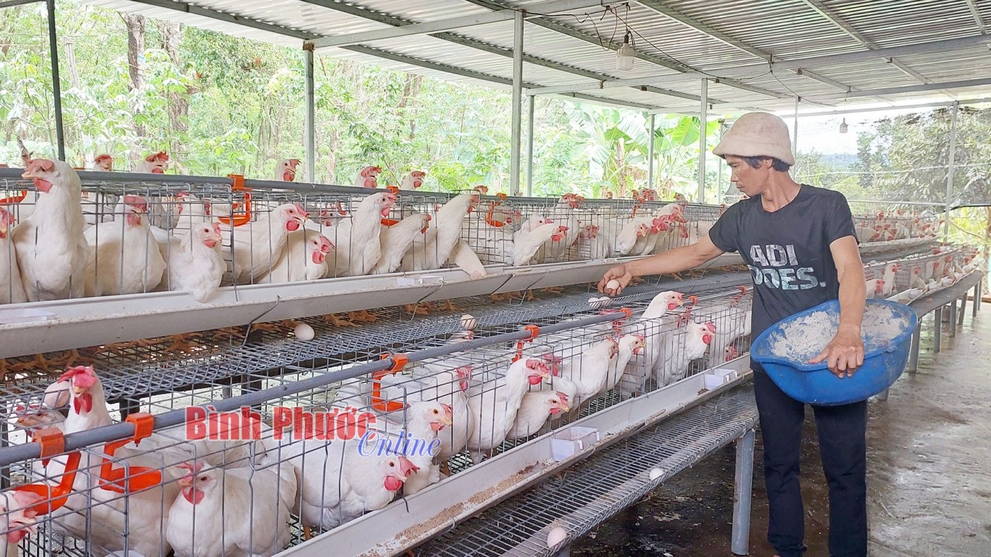 Vì sao nông dân này ở Lào Cai nuôi thứ 