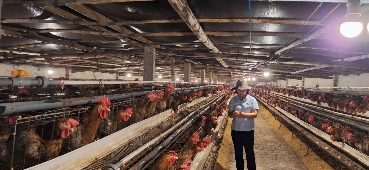 Nuôi 3.000 con gà đẻ theo tiêu chuẩn mới, một nông dân Hải Phòng thu lãi 1,25 tỷ đồng sau một lứa nuôi