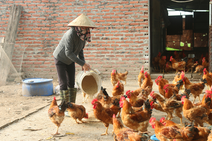 Nuôi gà tự động, giảm giá thành, an toàn dịch bệnh