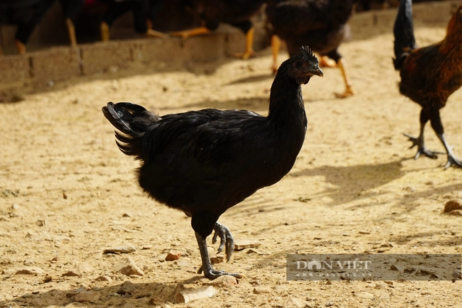 Nuôi giống gà xương đen, thịt đen, nấu món gì cũng thơm khắp bản, nông dân Yên Bái bán 160.000 đồng/kg