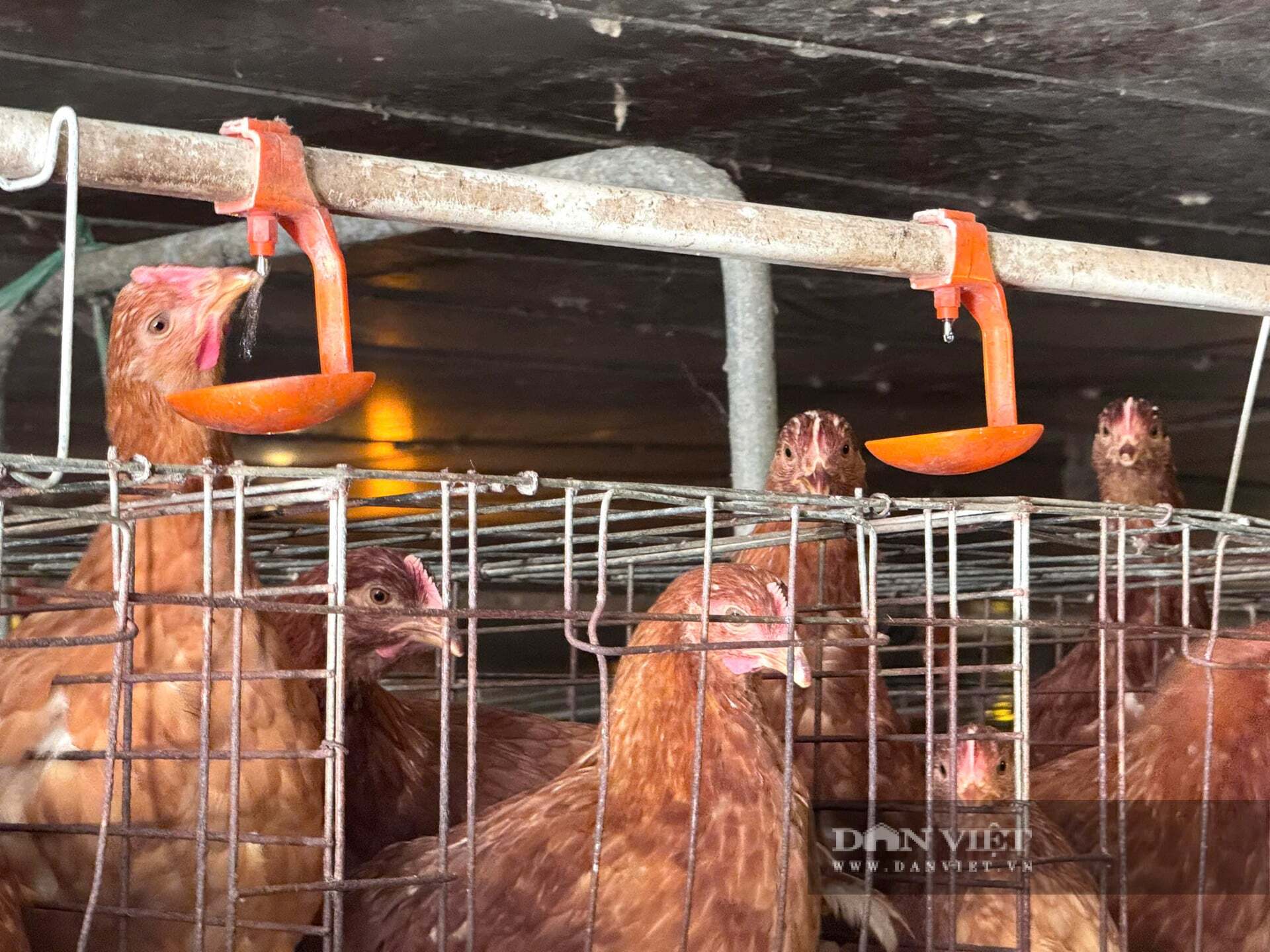 Nuôi gà đẻ kiểu gì mà một ông nguyên là công chức bàn giấy ở An Giang cứ qua 1 ngày là cầm 25 triệu ngon ơ?