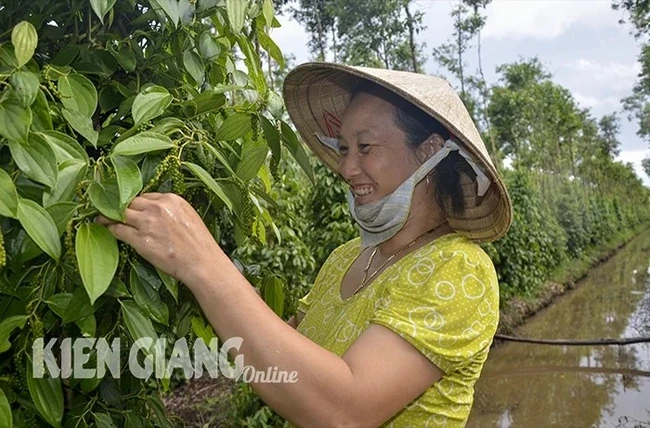 Một loại hạt gia vị trồng ở Kiên Giang tăng giá tốt nhất trong vòng 3 năm, dân hái mà phấn chấn