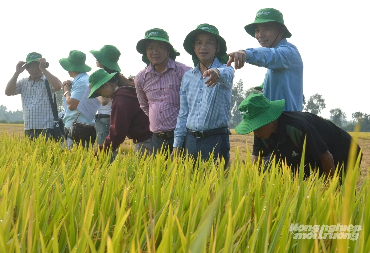Canh tác hữu cơ bổ sung dinh dưỡng cho đất, cây lúa khỏe, giảm dịch hại