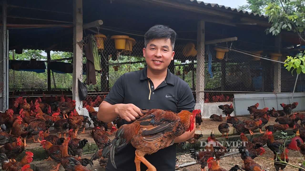 Một kỹ sư điện ở Thái Nguyên chuyển hướng về quê liên kết nuôi gà, mỗi năm bán ra thị trường 150 tấn, cứ bán 1.000 con lãi 10 triệu