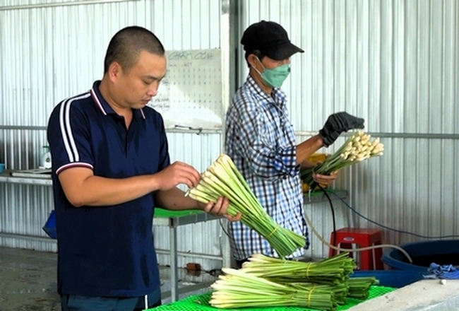 Một nông dân Vĩnh Long trồng cây gia vị thân gọi là củ, bán thành công ra chợ thế giới