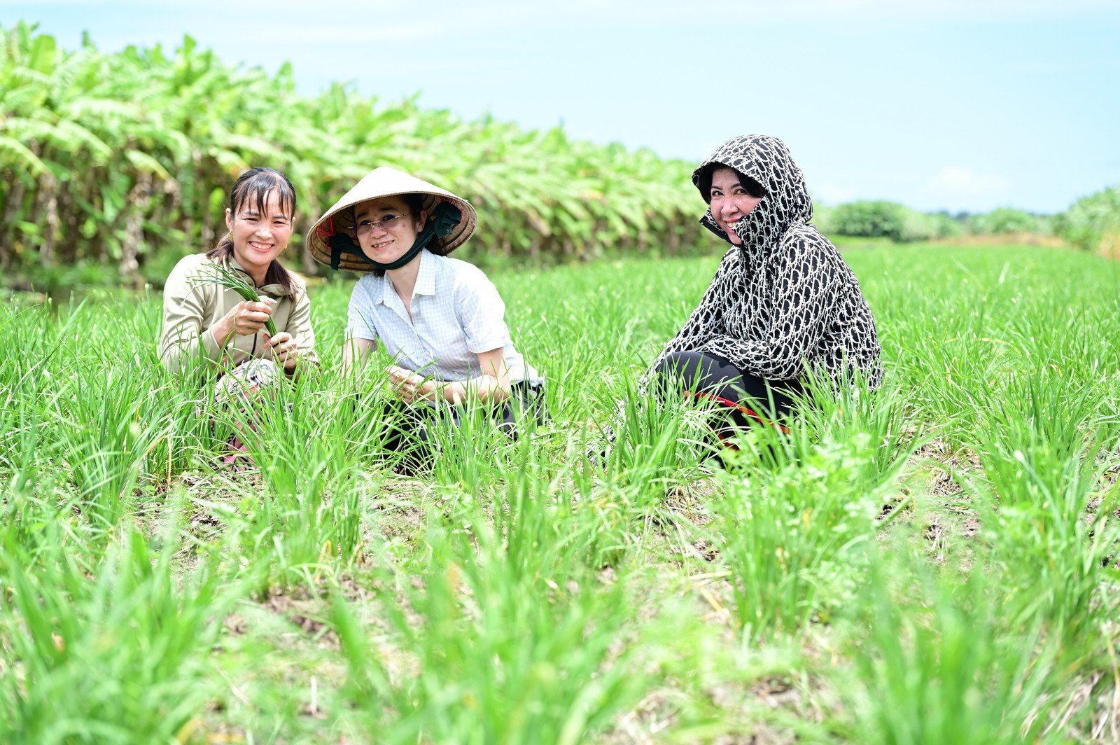 Thứ rau thơm mọc tốt um như cỏ dại này ở An Giang, dân cứ bẻ ngồng hoa bán hút hàng