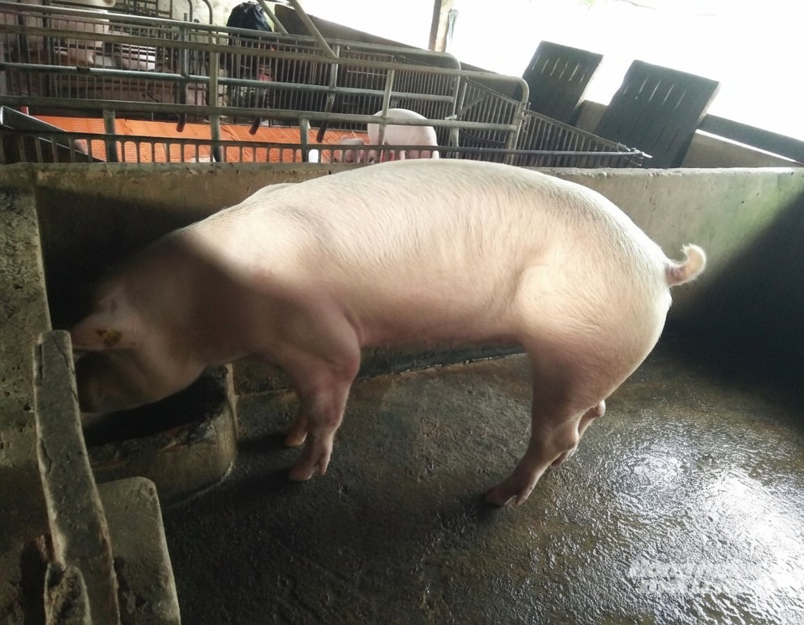 An Giang ‘dựng hàng rào sinh học’ bảo vệ đàn vật nuôi