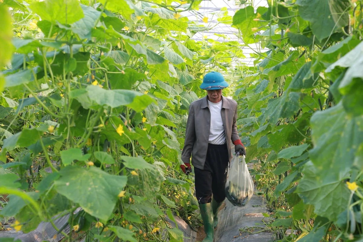 Làm nông không hóa chất, đất khỏe, môi trường sạch, thu nhập tăng cao