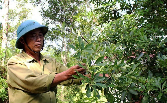 Loại hoa này được coi là 