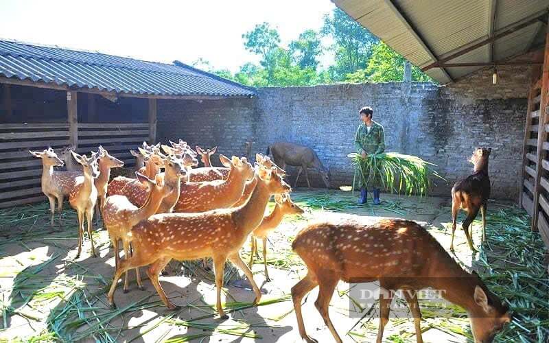 Nuôi hươu lấy nhung hiệu quả kinh tế gấp nhiều lần cây trồng truyền thống