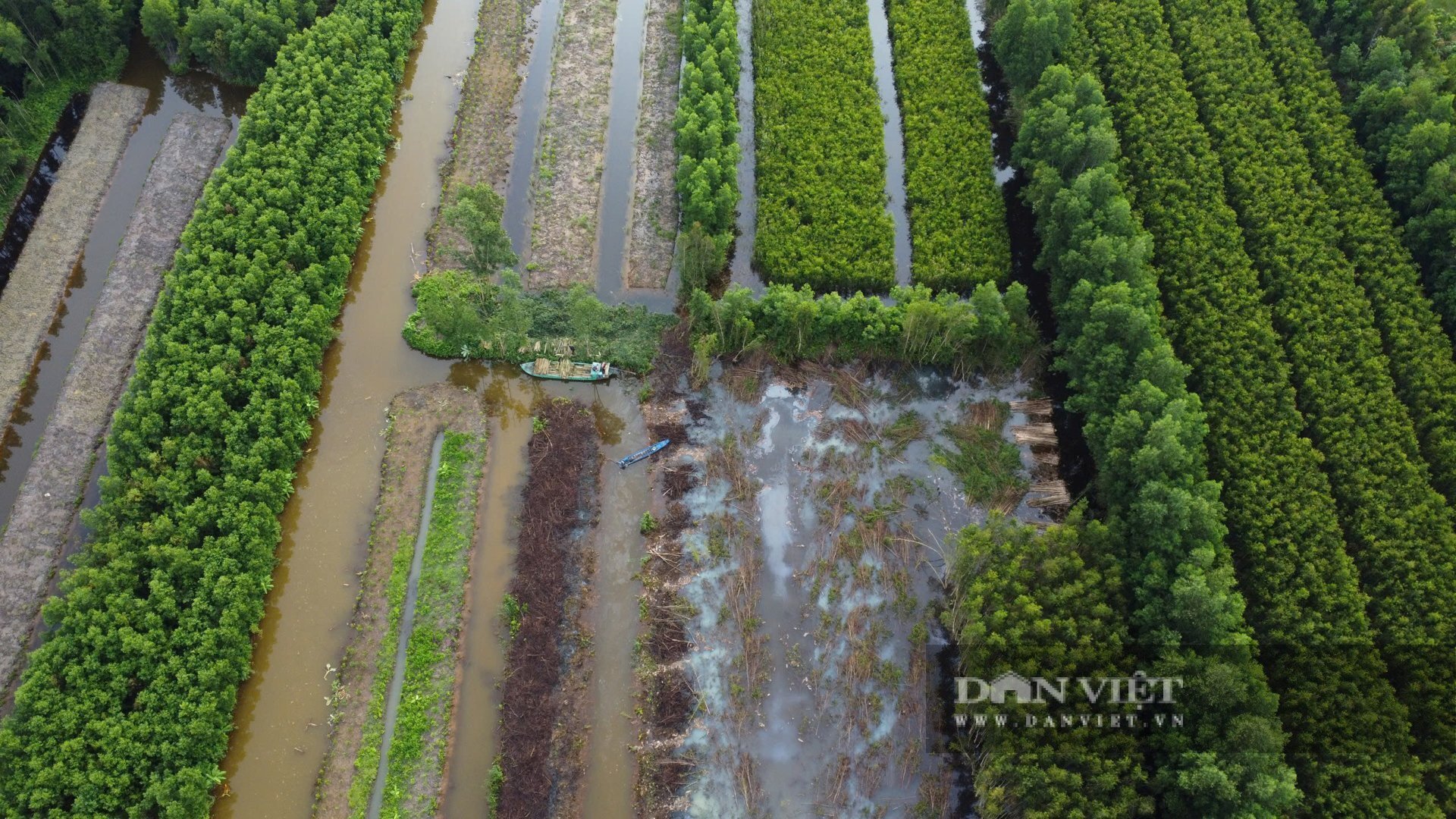 Đây là thứ cây cứ cắt lên là bán được luôn ở Cà Mau, cứ 1ha, dân mang về 150 triệu