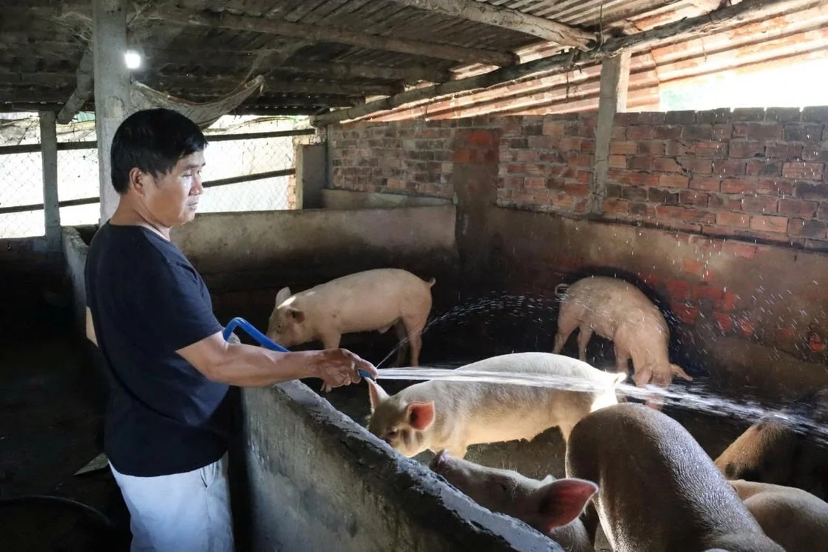 Chủ động chăm sóc sức khỏe vật nuôi trong mùa mưa lạnh