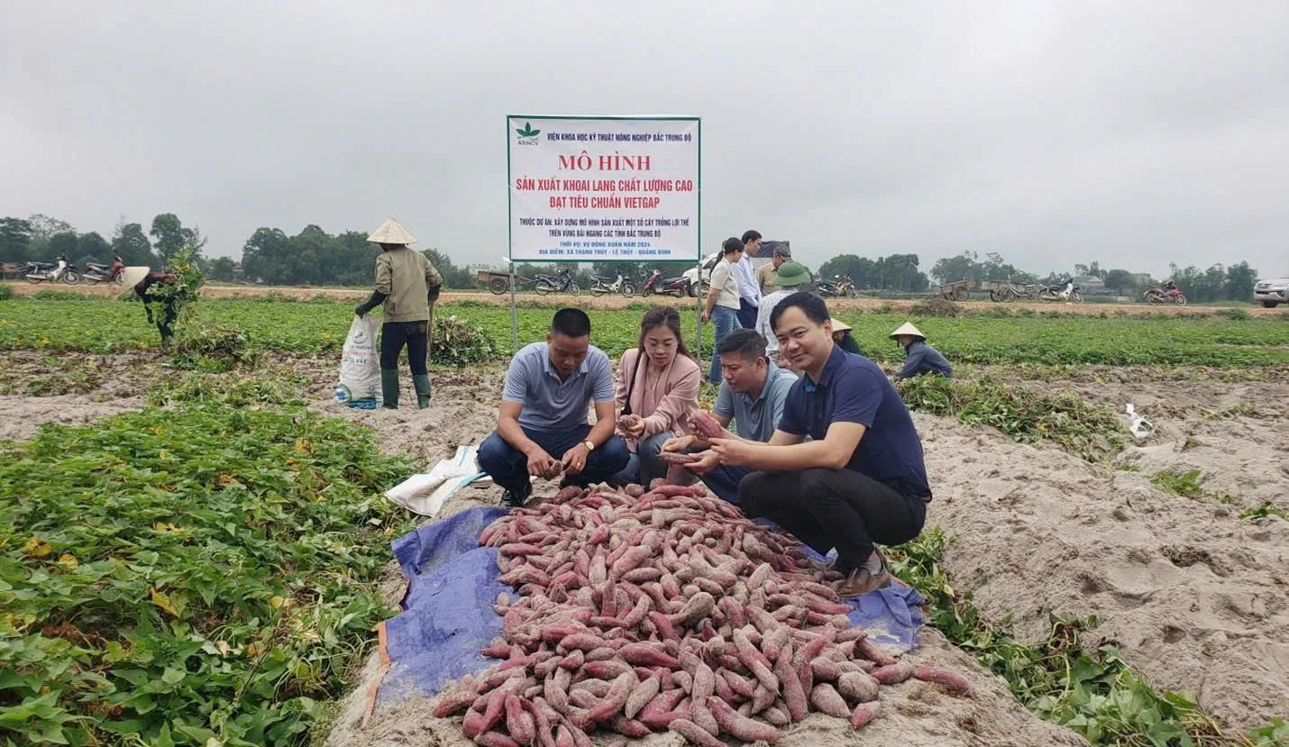 Sản xuất khoai lang đạt tiêu chuẩn VietGAP