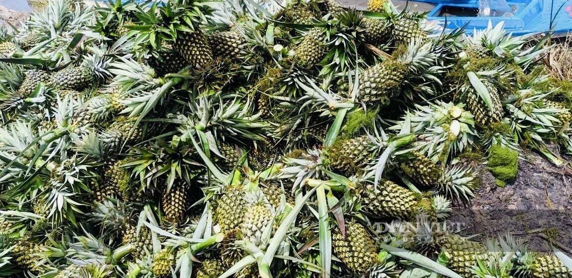 Xã Tân Phước 1, tỉnh Đồng Tháp (địa phận Tiền Giang trước đây), trồng khóm VietGAP quy mô lớn, dân lời to