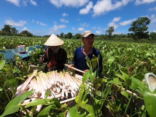 Loại cây dại mọc đồng hoang Cà Mau, xưa vứt lay lắt, chết già, nay nhà nào nhổ bán thành đặc sản