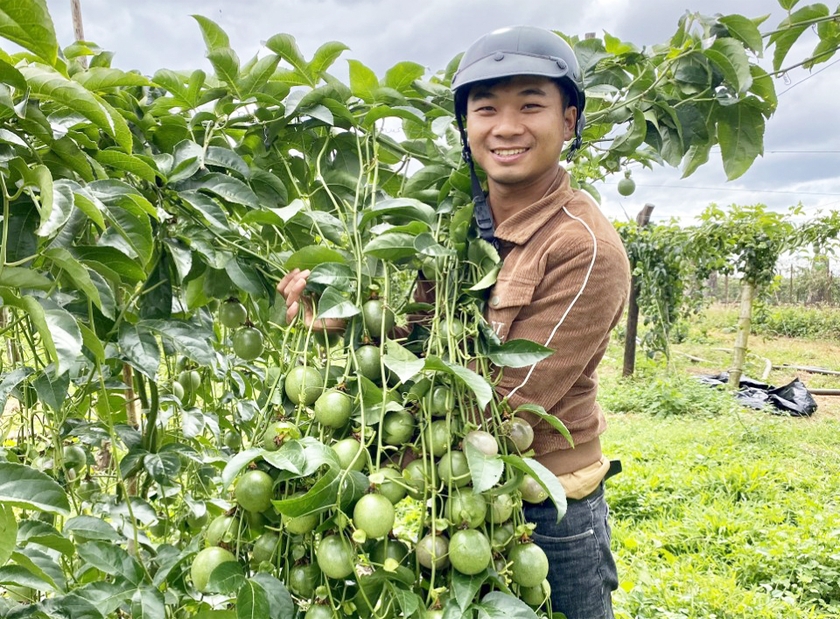 Ba ông nông dân ở Gia Lai thu tiền tỷ, mỗi ông chuyên trồng một loại cây, cây nào cũng đầy trái