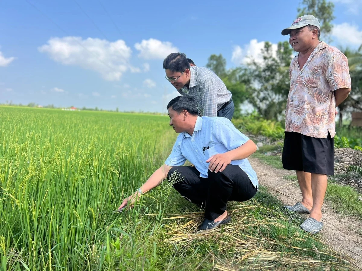 Châu Thới nhân rộng sản xuất lúa an toàn theo kỹ thuật '3 giảm, 3 tăng'