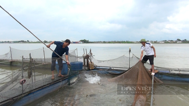 Nuôi cá lồng trên sông cho thu nhập cao, Bắc Ninh hướng vào nuôi cá đặc sản