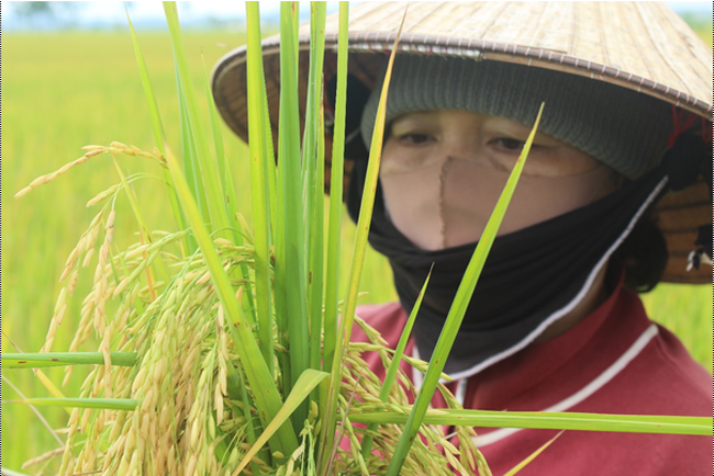 Trồng lúa Trồng lúa hữu cơ trên cánh đồng Buôn Trấp ở Đắk Lắk, nông dân giảm chi phí, thu nhập tănghữu cơ trên cánh đồng Buôn Trấp ở Đắk Lắk, nông dân giảm chi phí, thu nhập tăng