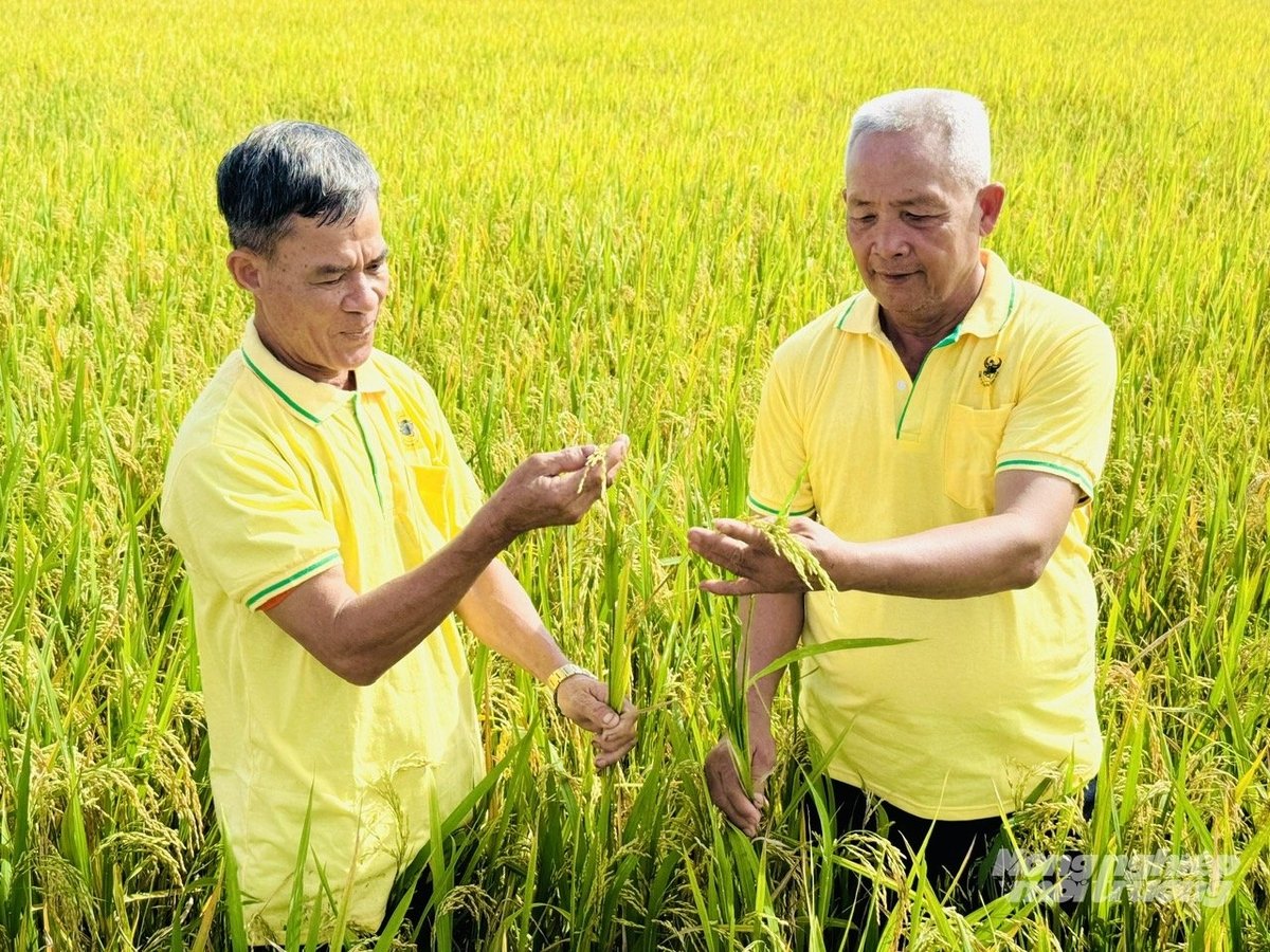 Trồng lúa giảm phát thải, lợi nhuận tăng hơn 20%