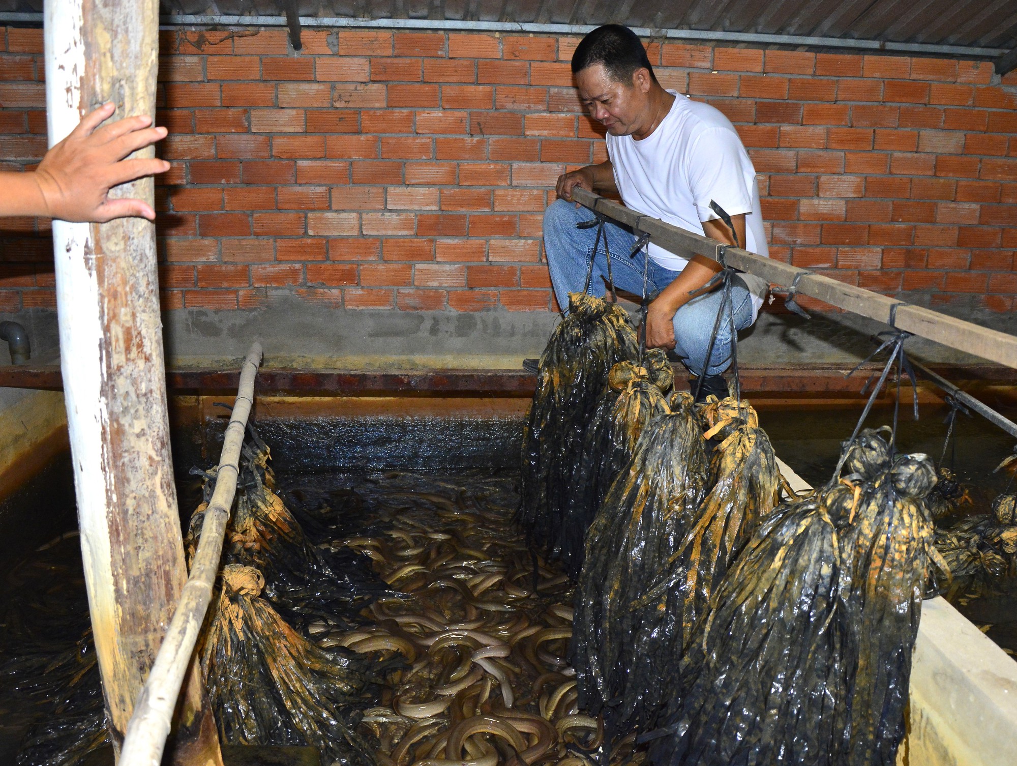 Phục lăn ông nông dân Kiên Giang nuôi lươn dày đặc khiến cả làng đều thích