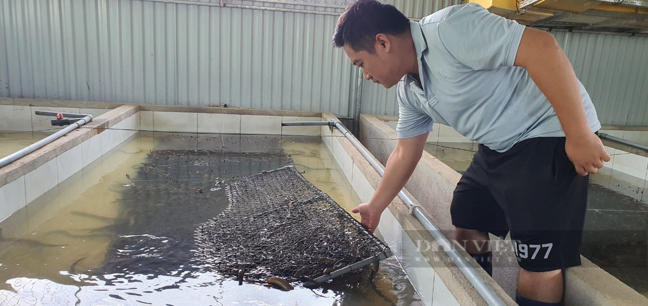 Kiểu nuôi con đặc sản dày đặc của một ông nông dân ở Khánh Hòa khiến ai đến xem cũng mê tít