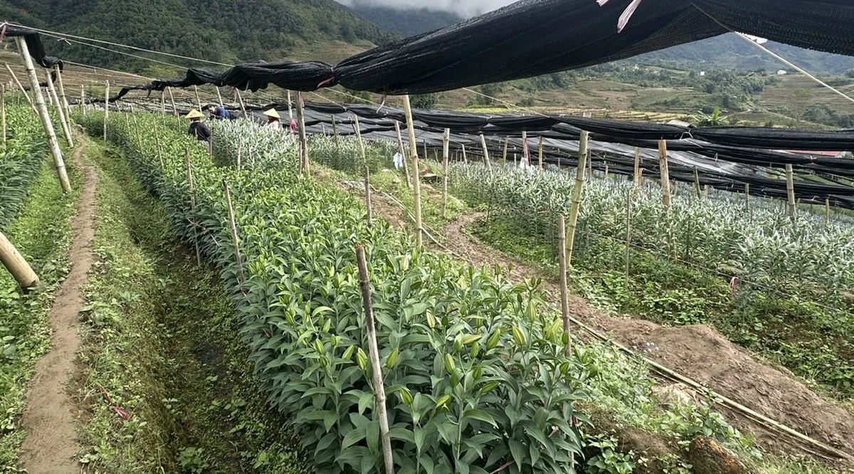 Dền Sáng 'sáng lên' nhờ hoa ly