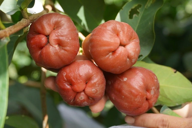Thu lãi tiền tỉ từ mận hồng trọng lượng ‘khủng’