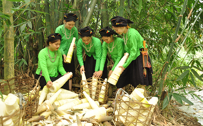 Đào thứ mầm nhọn hoắt chồi lên từ mặt đất, người dân một xã của Yên Bái thu về 15 tỷ đồng