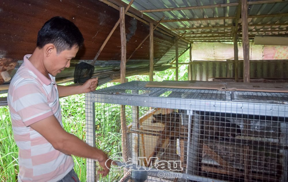 Nuôi loài động vật hoang dã vốn được coi là vị thuốc quý, nông dân một phường ở tỉnh Cà Mau mong thoát nghèo
