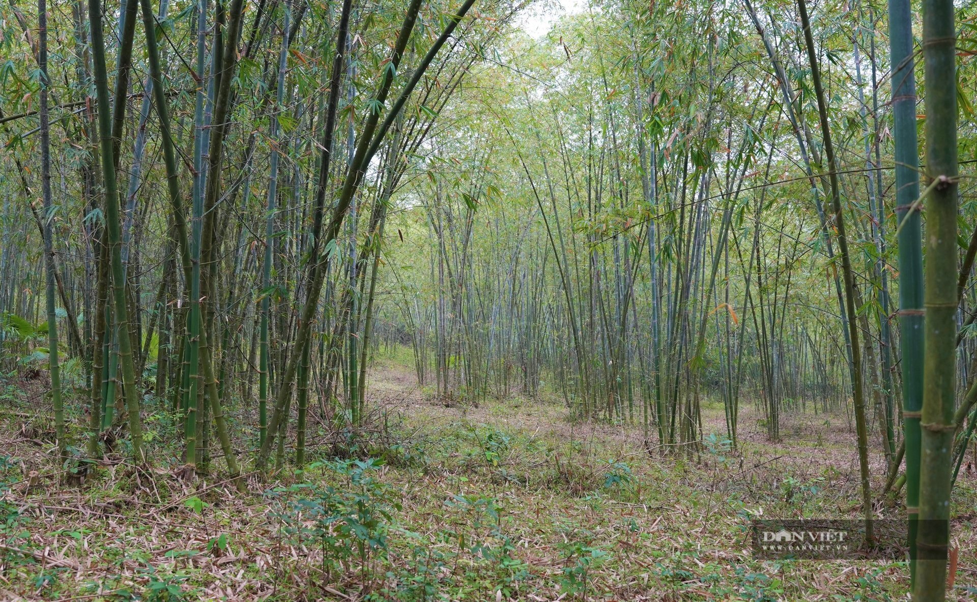 Cây mét, loài cây trồng một lần thu hoạch cả đời, dân một xã xã ở Nghệ An cứ cần tiền lại chặt vài cây đem bán