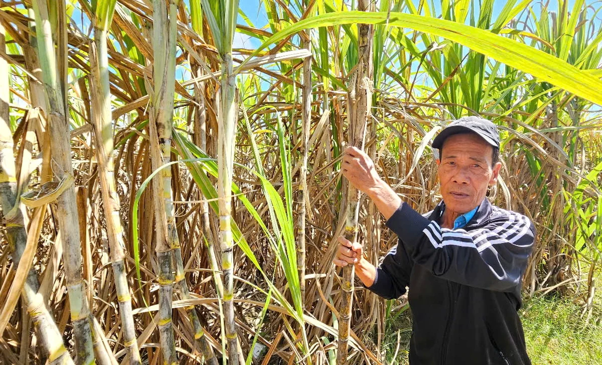 Liên kết trồng mía: Đột phá năng suất nhờ cơ giới hóa