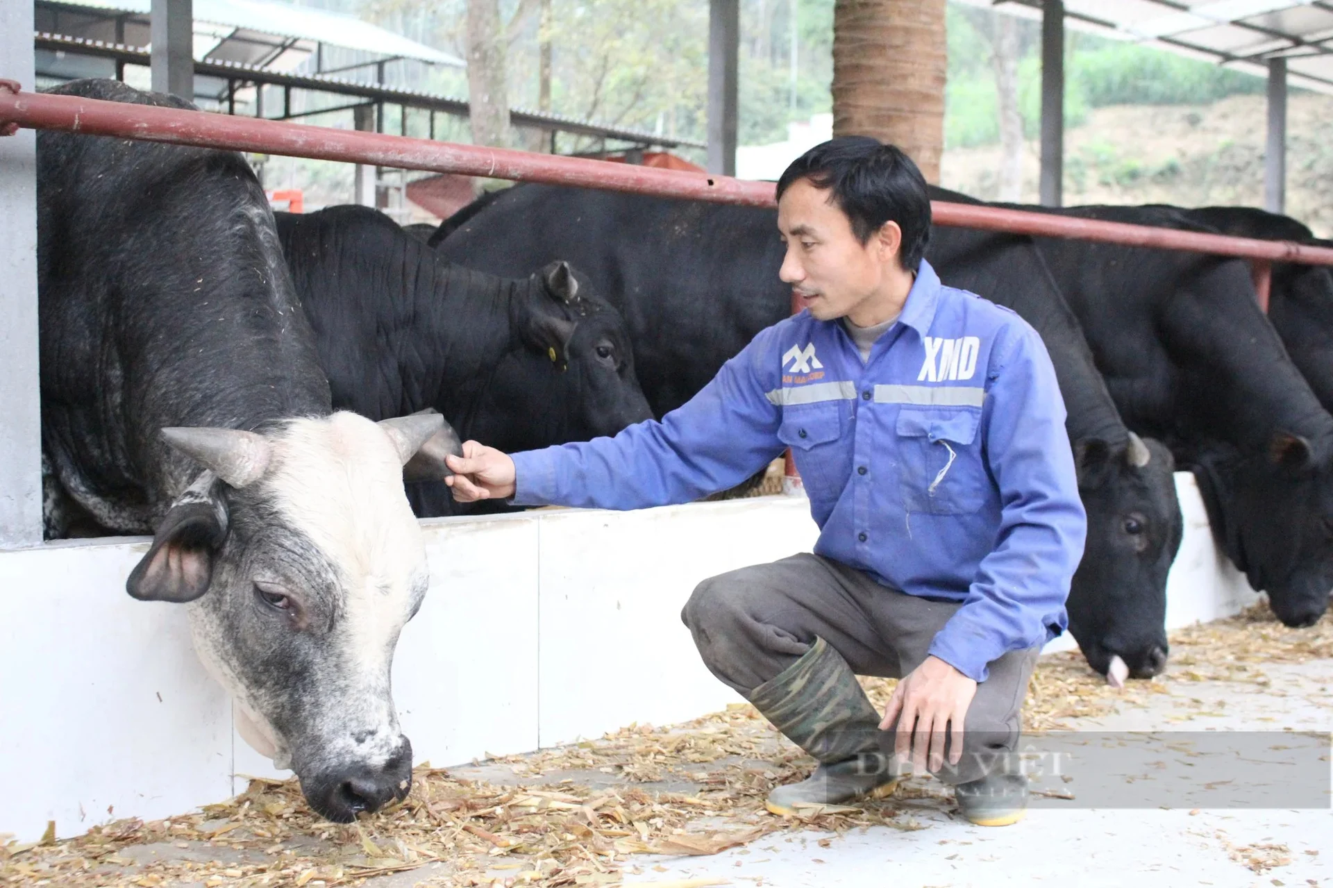 Bổ sung Biochar từ trấu, thay đổi khẩu phần ăn giúp giảm phát thải khí metan trong chăn nuôi bò