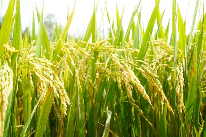 Nông dân hưởng ứng canh tác lúa thân thiện với môi trường