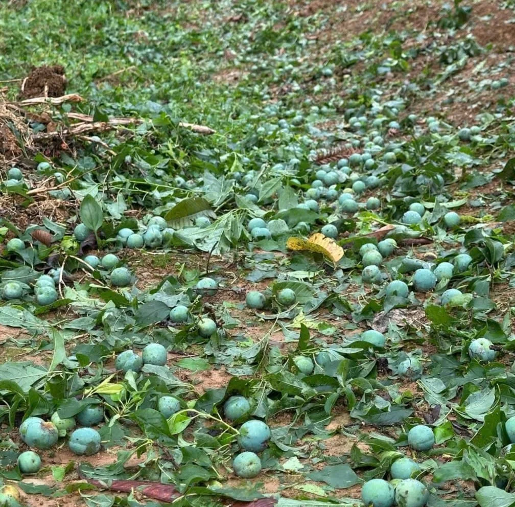 Hướng dẫn khắc phục thiệt hại sản xuất nông nghiệp sau mưa đá, giông lốc